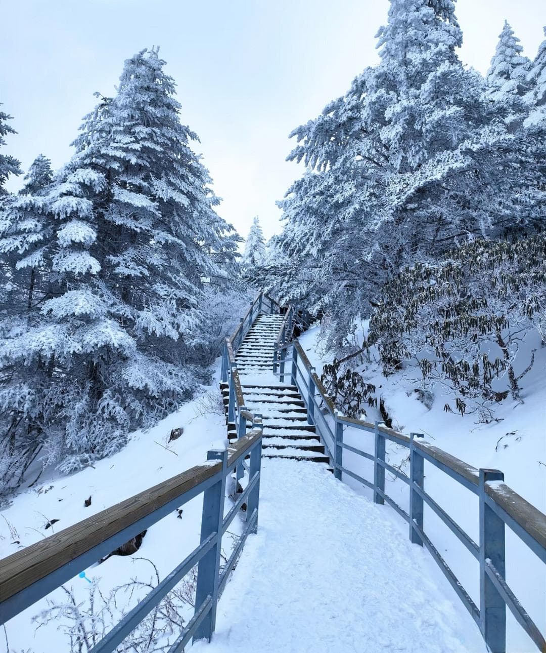 昆明轿子雪山：四季盛景，自然瑰宝