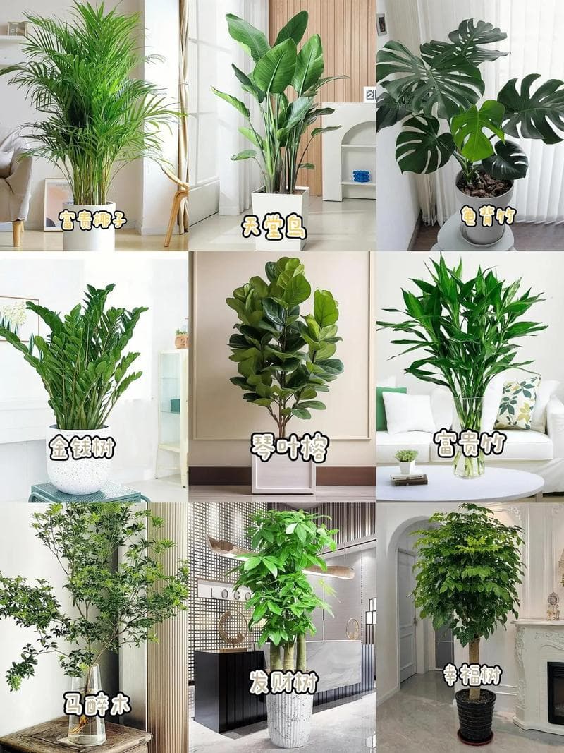 客厅布置风水绿植指南：从植物种类到摆放方位的全方位解析