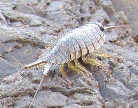 海蟑螂：一种可食用的海洋生物及其药用价值