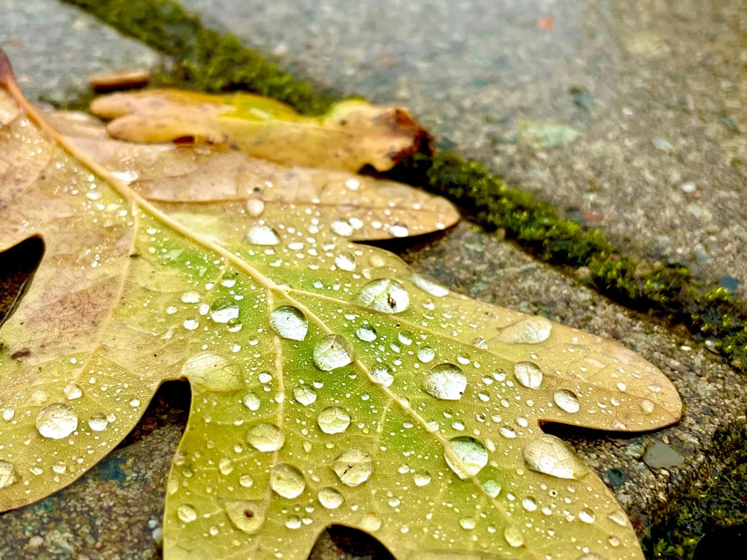 秋雨绵绵，现代诗歌里的乡愁