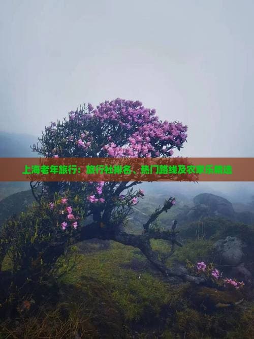 上海老年旅行：旅行社排名、热门路线及农家乐精选
