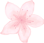 解锁樱花妙处，邂逅春日限定美学