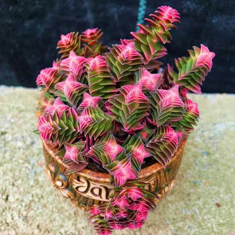 24节气对应的花卉