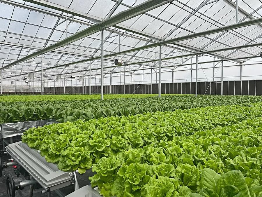 无土栽培技术的广泛应用与市场需求