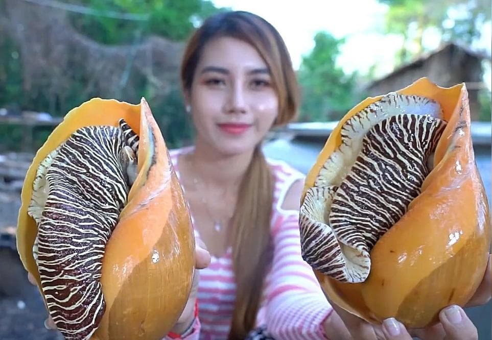 椰子螺：海洋中的独特宝藏