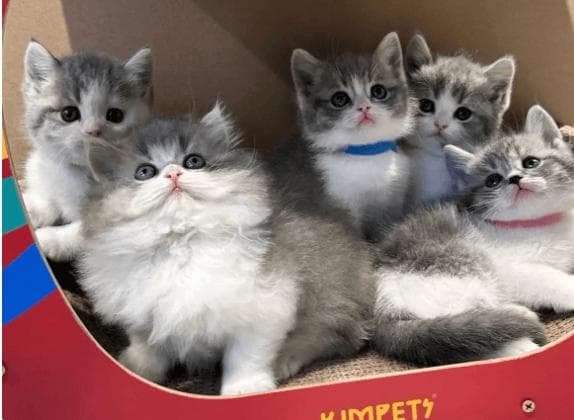朝九晚六的上班族适合养猫吗？