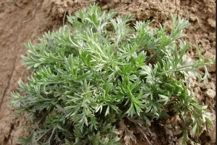 茵陈蒿汤治疗黄疸证显效状态下的活性化合物及潜在作用靶点