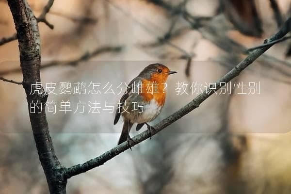 虎皮鹦鹉怎么分雌雄？教你识别性别的简单方法与技巧