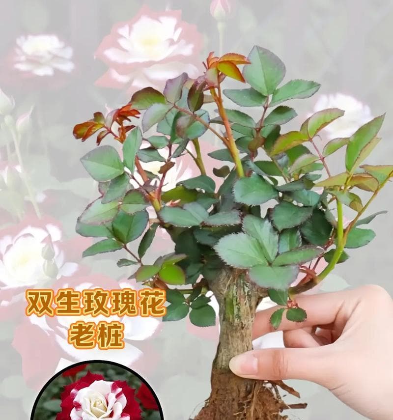 玫瑰花插植全攻略：从选购到养护，让玫瑰花持久绽放