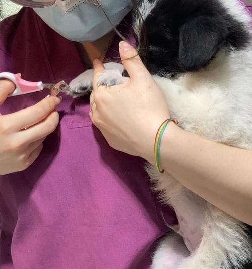 狗狗指甲过长的危害及预防指南