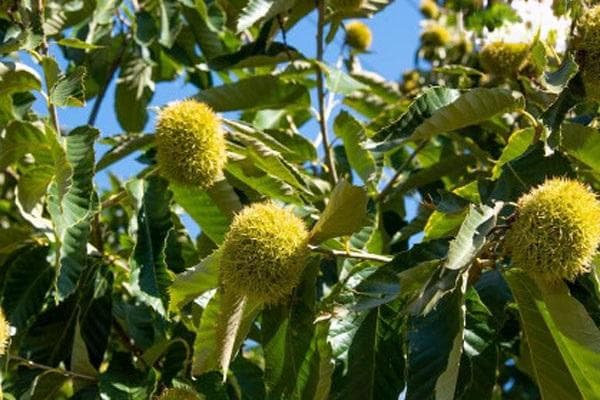 北方农村种植致富项目推荐