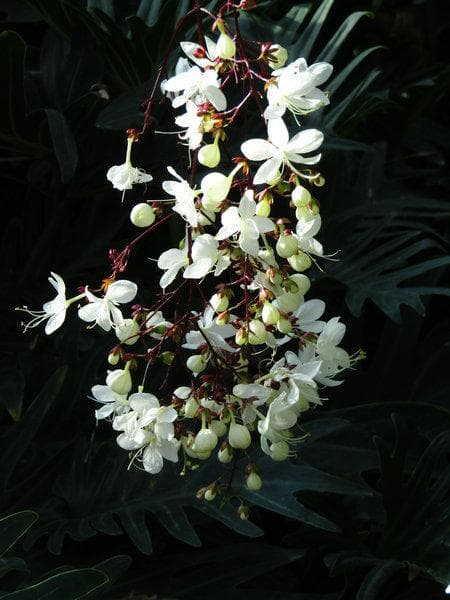 垂丝茉莉的养殖方法