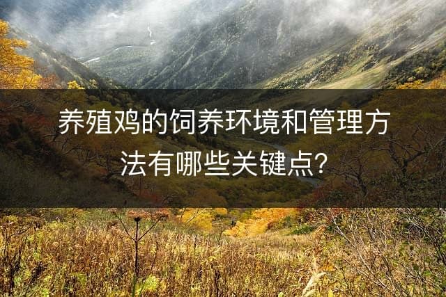 养殖鸡的饲养环境和管理方法有哪些关键点？
