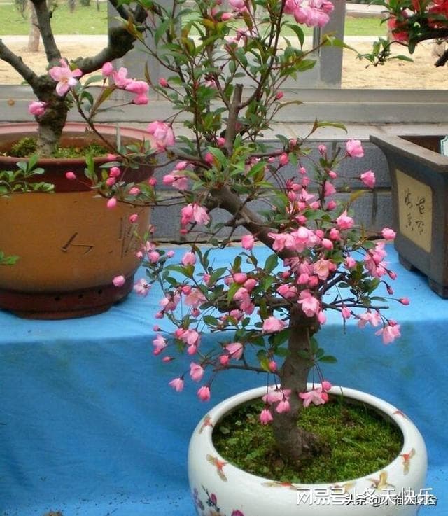 养垂丝海棠盆景，只要勤修剪、勤施肥，株型优美茂盛，花儿多！