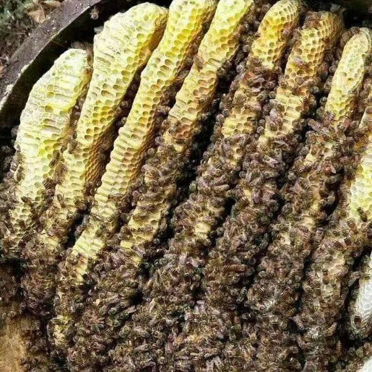 办公室久坐推荐：蜂蜜的种类与功效一览表，选对蜂蜜很重要！