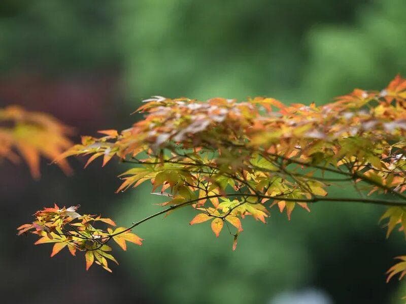 南京珍珠泉的美，落在了诗词里