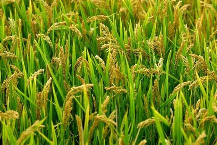 常年有水的田适合种植什么？