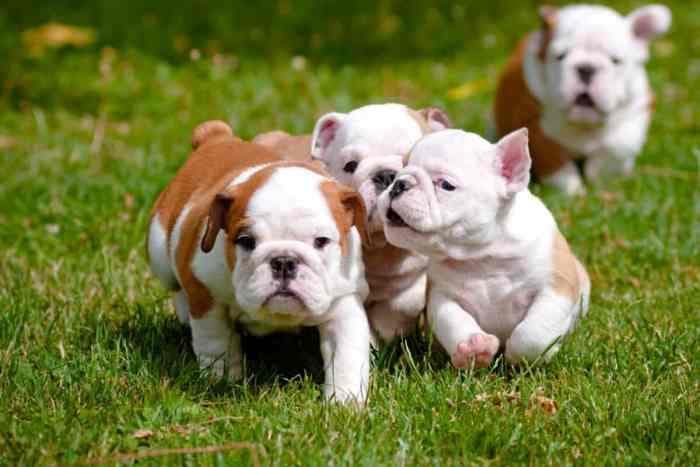 纯种英国斗牛犬要多少钱?(影响英国斗牛犬成本差异的原因)