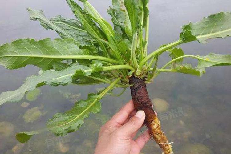 血三七的功效与作用