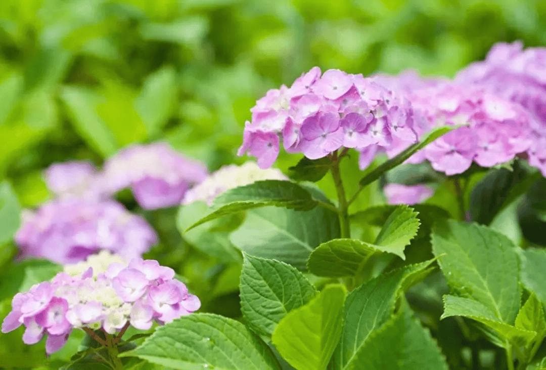 绣球花是草本还是木本，盆栽绣球花怎么种植？（正确的养殖方法和注意事项）