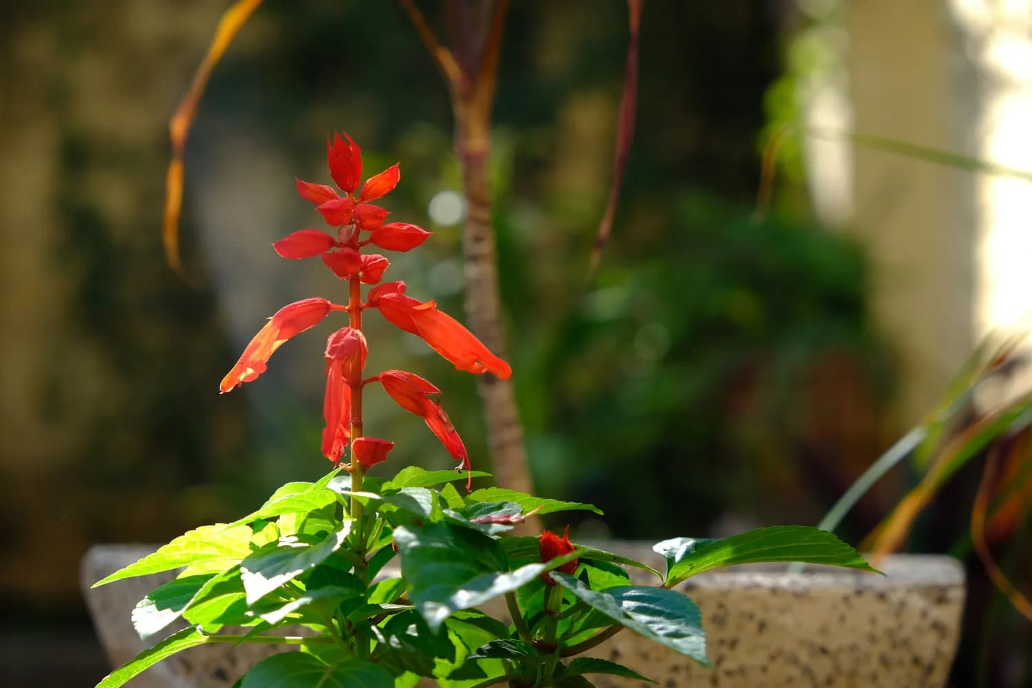 春节花市里的“黄金万两”：朱砂根的药用传奇