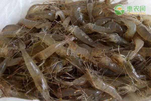 淡水虾品种大全及产地分布