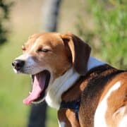 比格犬：活泼开朗的猎兔犬
