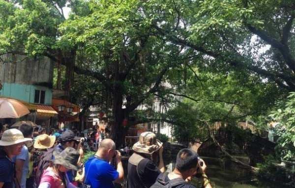 广州到顺德一日游线路推荐