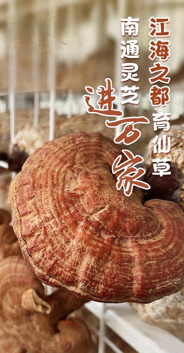 “江海之都”南通育灵芝：从特色产业到文旅新名片