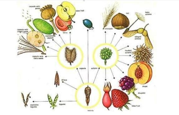 种子植物和被子植物的区别是什么？（种子植物和被子植物的概念）