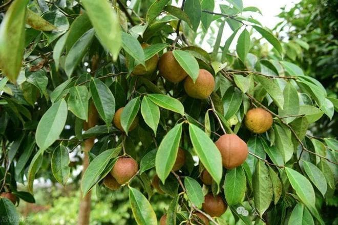 茶麸：一种被忽视的农村宝藏，六大实用价值大揭秘