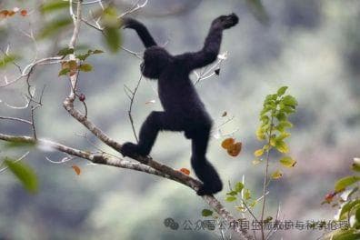 2种很可能已经消失，多的也不过上千只｜我国长臂猿保护形势严峻