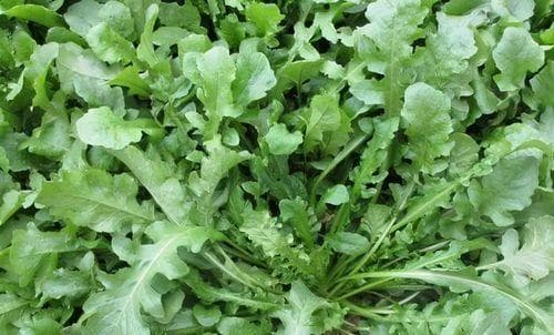 油菜的功效与作用：从营养价值到药用价值的全面解析