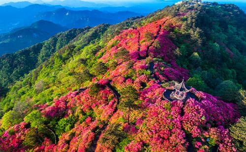 麻城杜鹃花几月份开 2024麻城杜鹃花最佳观赏时间