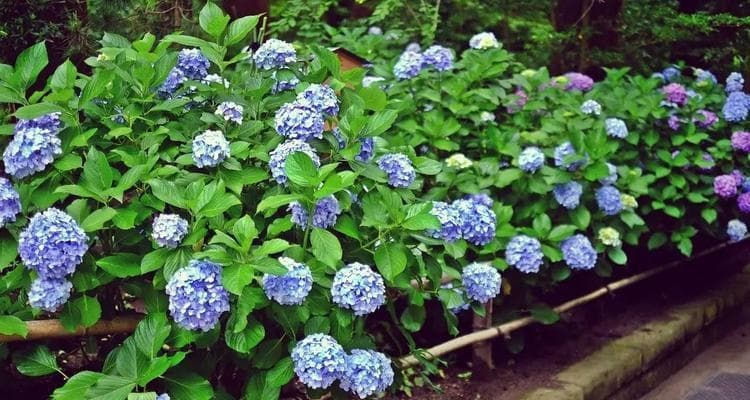 绣球花的生长习性与栽培技巧：从土壤到病虫害防治的全面指南