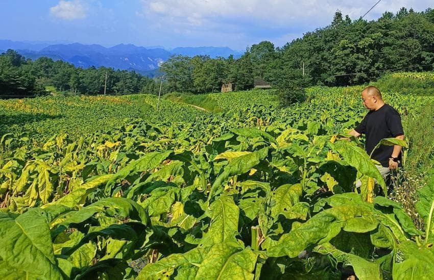 宣恩东门关村：发展多元产业 奔向致富好“钱景”