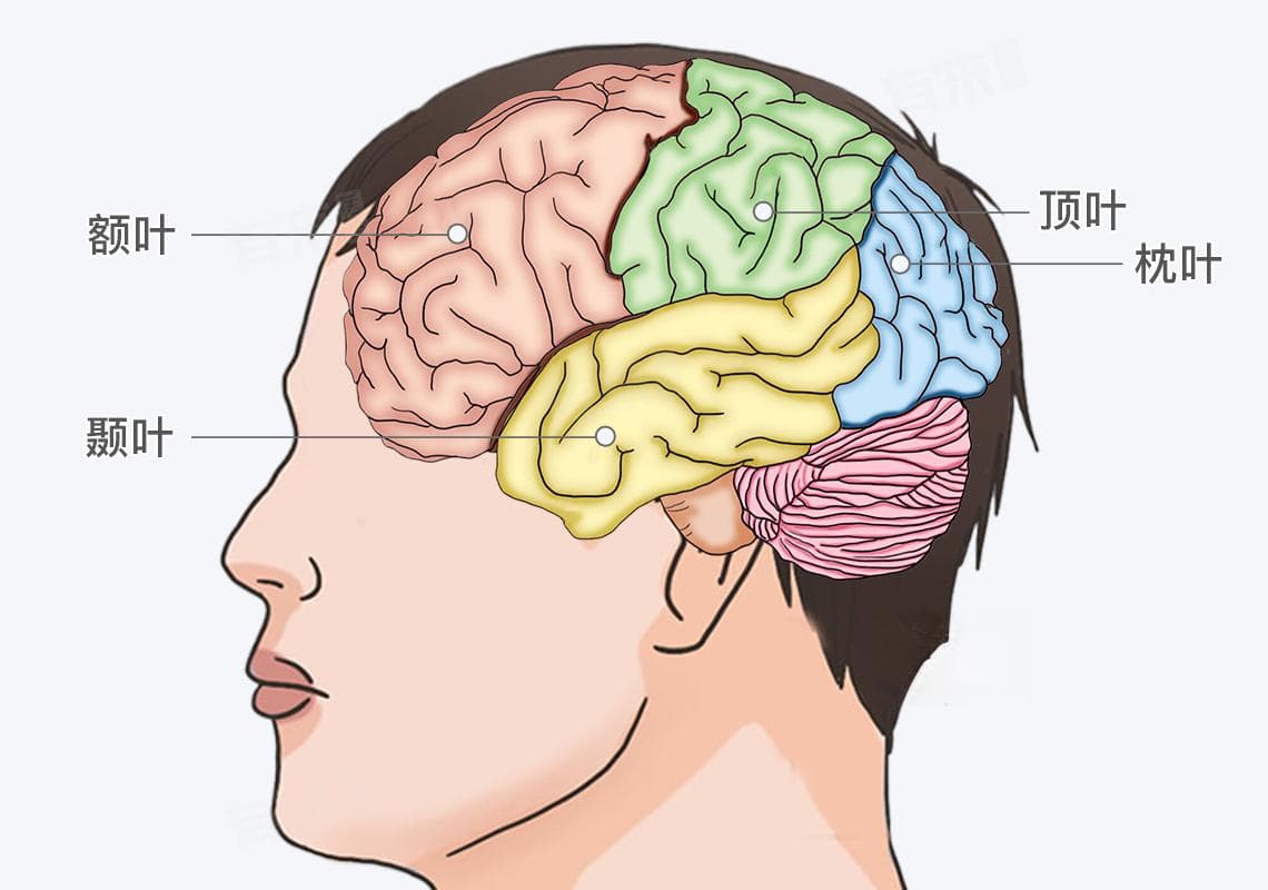 脑的结构与功能详解