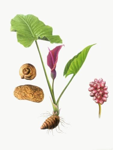 独角莲：一种具有重要药用价值的天南星科植物