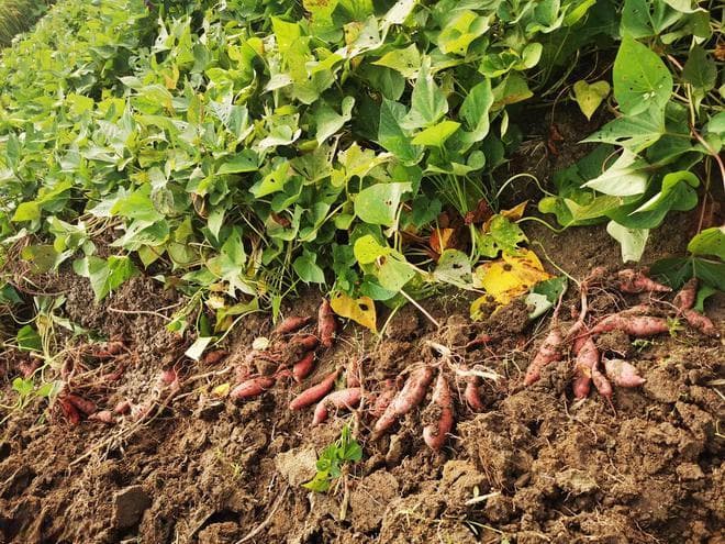 红薯控旺用药指南：原理、药剂及使用要点详解