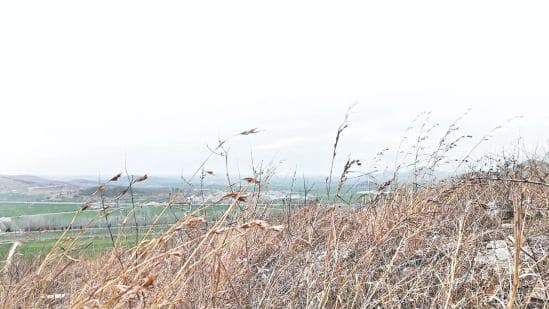 探离山寻符草：白居易留下的诗意青春