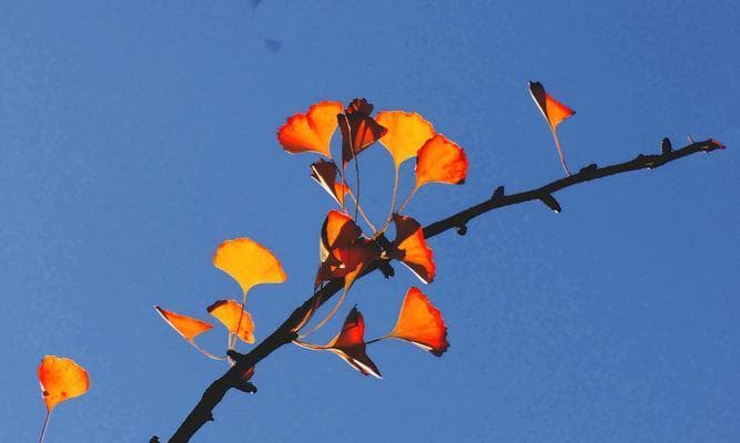 银杏叶的寓意与象征——传递温暖与希望的叶子