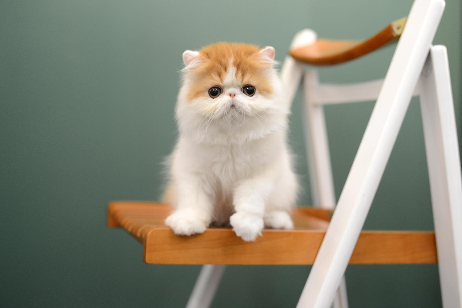 解密三花猫：基因背后的奇迹