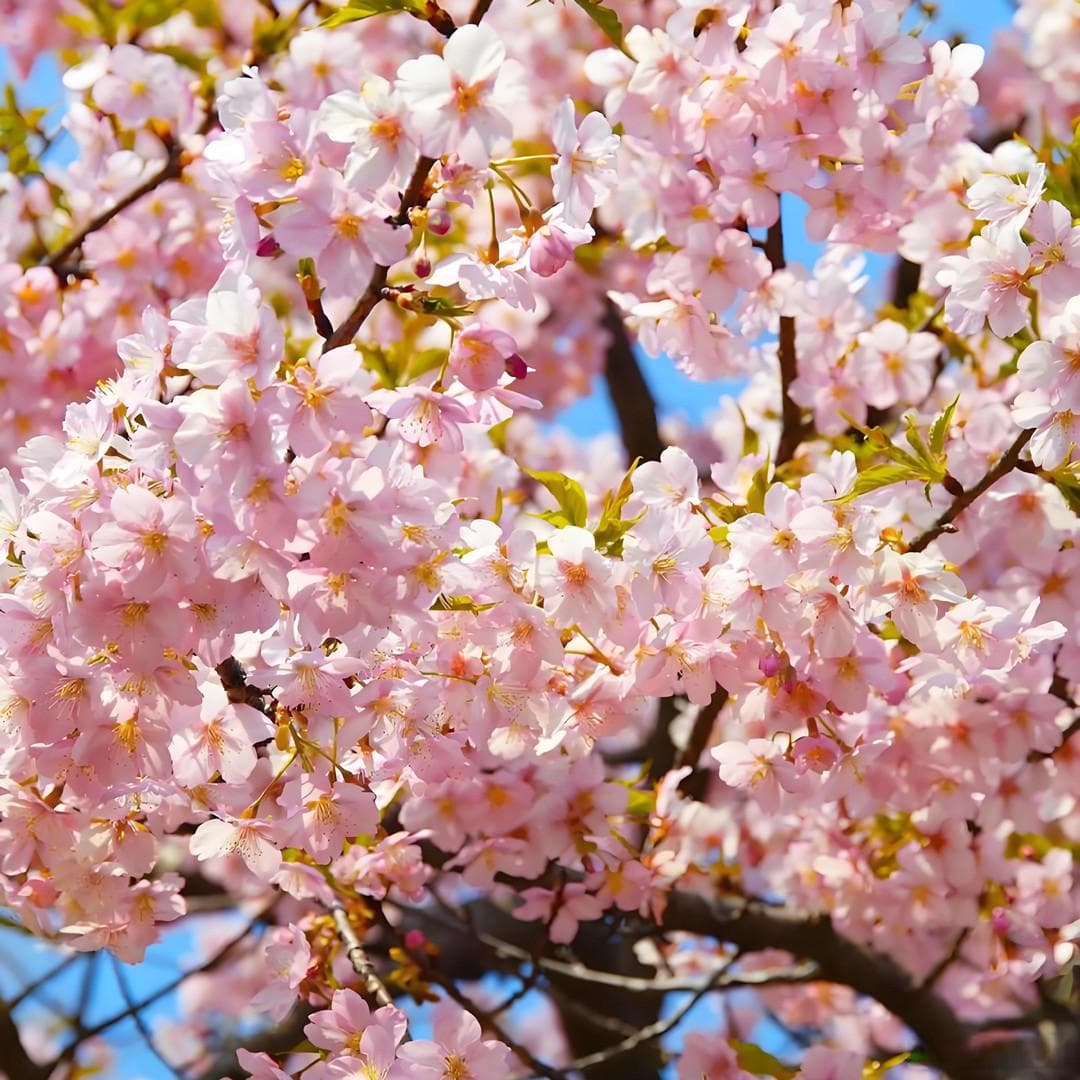 2025年国内樱花赏花地花期及观赏指南