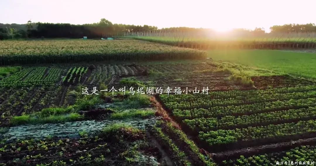 乌坭湖村：打响三黄胡须鸡品牌 带动农民增收致富