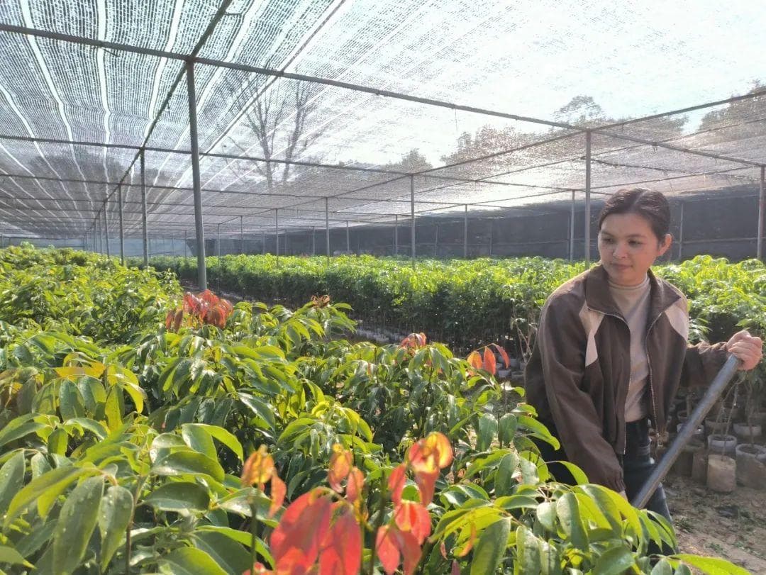 90后女信息员莫燕芳：果苗种植带动村民共富