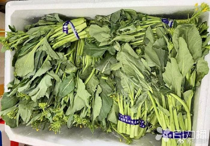 板蓝根青菜来了！苏州人的春菜又加一道