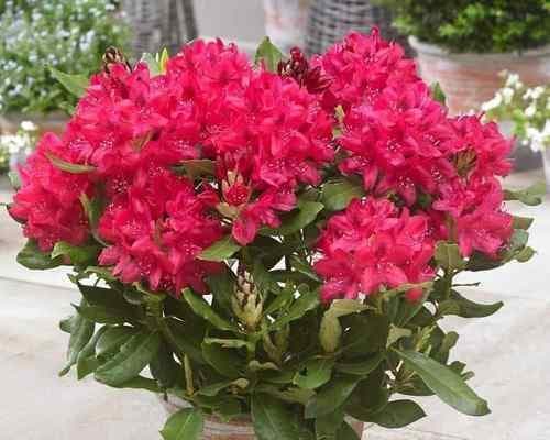 杜鹃花开花季节和观赏技巧（春季美景，乐享杜鹃花盛宴）