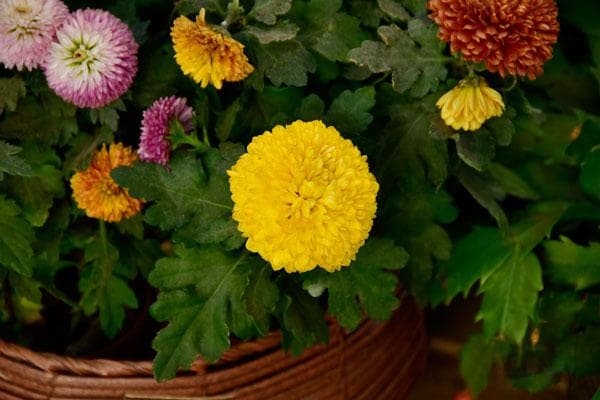 清明节的传统活动是什么？