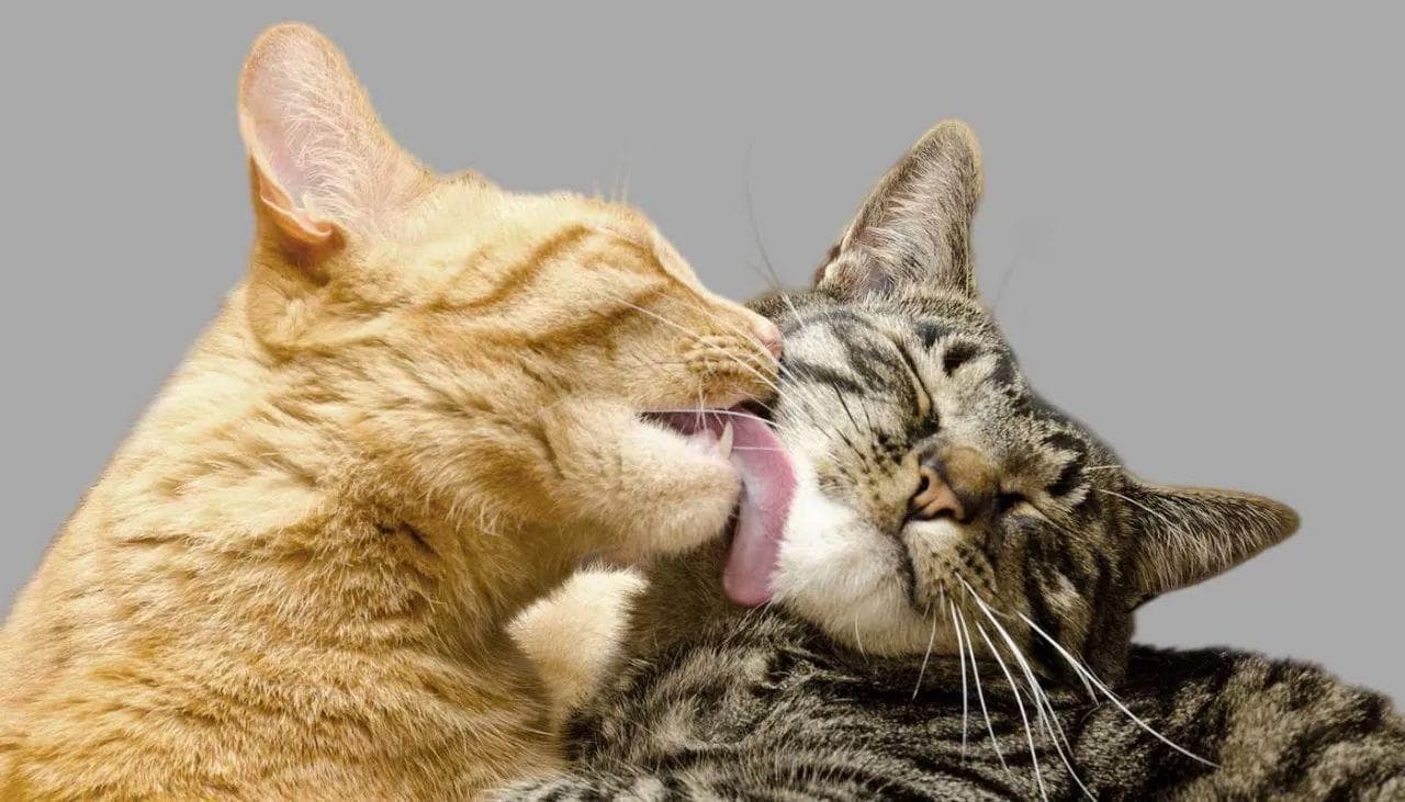 猫咪多久吐一次毛球？认识猫咪毛球症
