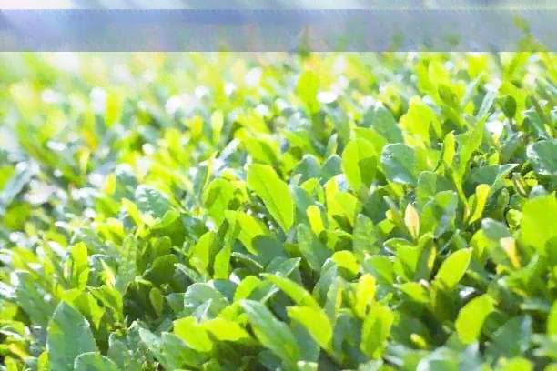 高血压患者喝茶的禁忌与否：医生的建议和健茶饮推荐